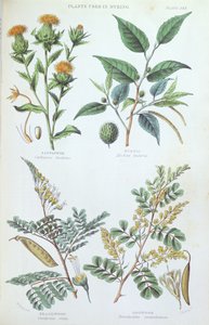 A festéshez használt növények, tábla egy botanikai tanulmányból, metszett J. Bishop, 1872 alkotó: W. Fitch